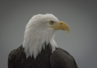 Bald Eagle Portrait