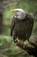 Foto op Plexiglas Bald Eagle Calling to Another Eagle © Betty Sederquist