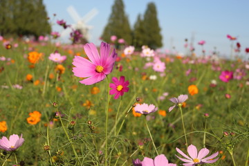 青空とピンクと赤のコスモス
