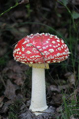 Pilz