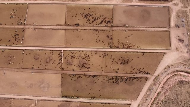 Aerial timelapse shot of cows walking in a stockyard