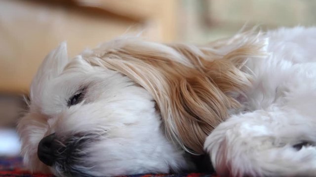 Little cockapoo dog resting on his colorful rug