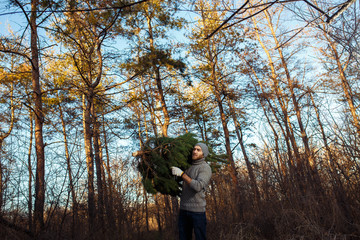 Young man is caryying christmas tree in the wood. men with a beard bears home a Christmas tree. dressed in a sweater
