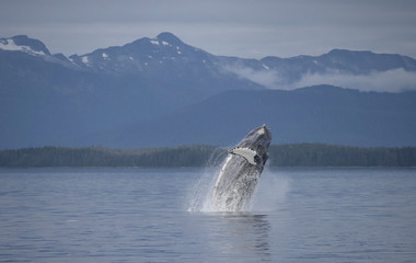 Naklejka premium Breaching Humpback Whale, Alaska