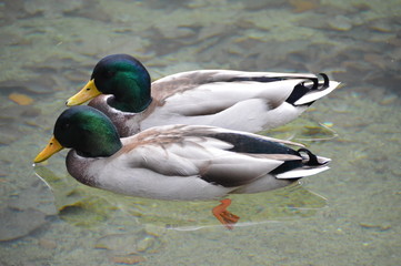 Ducks on Königssee , Bavaria