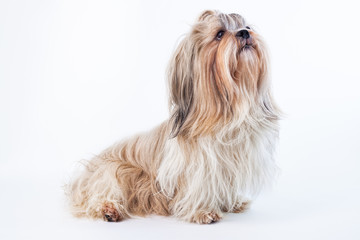 Shih tzu dog