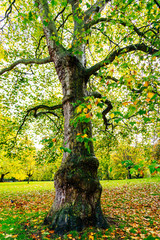 Fototapeta premium Autumn in the park