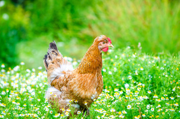 Cute brown chicken with funny comb walking in a chamomile and grass field in a rural garden with a fresh natural look
