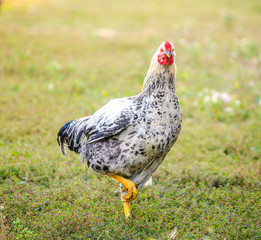 Chicken looking at the camera on green grass with bright sunlight