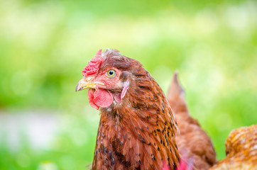 Chicken close portrait with details of the beak eye head and brown feathers looking at the camera