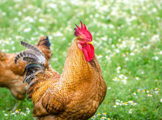 Brown organic home grown rooster in the fresh green garden looking at me and the camera in a close portrait view