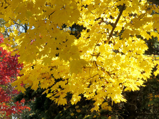 Thornhill gold autumn 2016