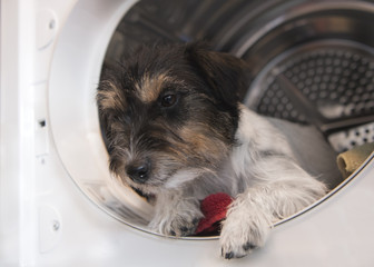 Dog sits in the dryer - jack russell terrier