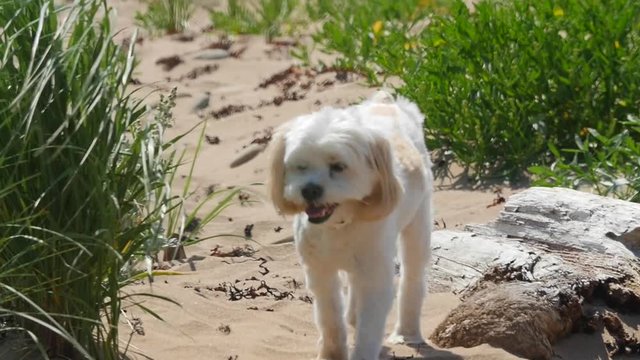 Slow motion shot of a dog running through the sand at the beach