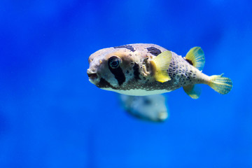 Exotic sea fish-hedgehog, floating in an aquarium