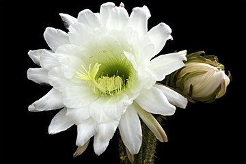 Cactus flower and bud