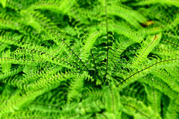 Blätter von grünem Farn