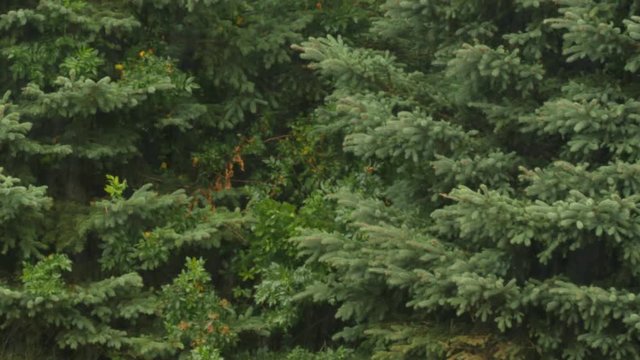 Raindrops falling on a pine tree forest tilting shot