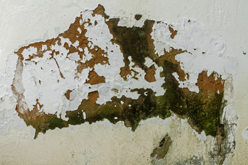 Mold Fungus Peeling Flaking Paint Due to Rising Damp