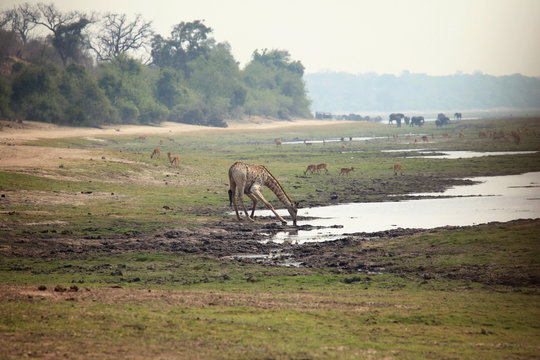 giraffe drinking water and kneeling in the African savannah