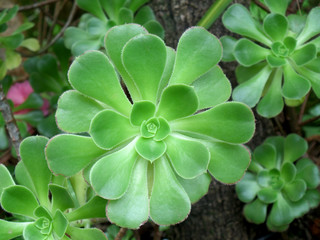 Close-up of Beautiful Green Succulent Plants, Background, Greeting Card 