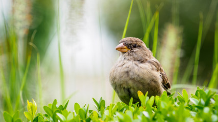 Sparrow 