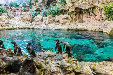 Fototapeta premium Pingwiny w Loro Park (Loro Parque). Loro Park to jeden z najbardziej znanych parków w Europie, Teneryfa, Wyspy Kanaryjskie