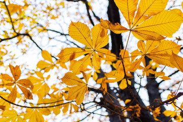 Tree in autumn sunlight