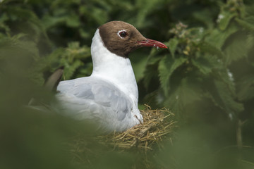 Black-Headed Gull (chroicocephalus ridibundus), adult on nest, Farne Islands, United Kingdom.