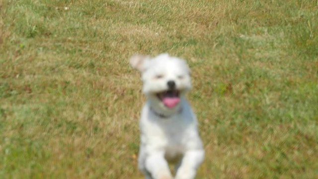 Slow motion shot of a dog running through field