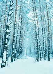 Pine forest covered with snow. Vintage color
