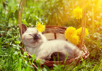 Little kitten lying in a basket on dandelion lawn, looking at camera