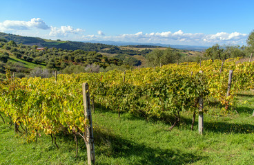 Fototapeta na wymiar vineyard in autumn, tuscany, italy