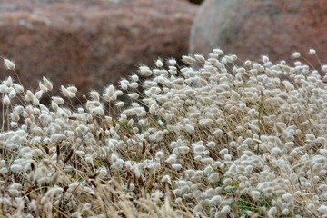 Jolis châtons des dunes en Bretagne