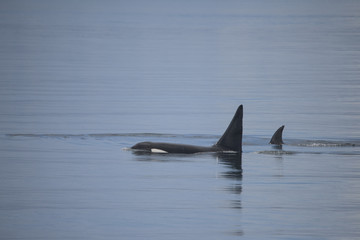 Naklejka premium Orca Male and Baby