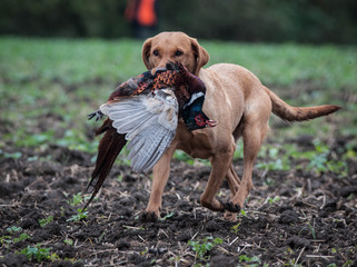 Working labrador retriever