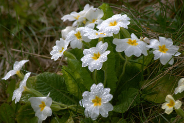 Obraz premium white primrose after rain