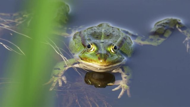 A green frog, also known as edible frog, common water frog or Pelophylax kl. esculentus.

Lund, Sweden, June 10 2015.