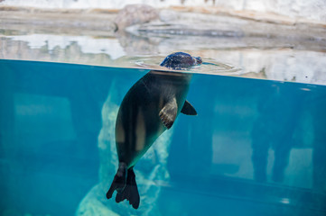 seal peeking out of the water