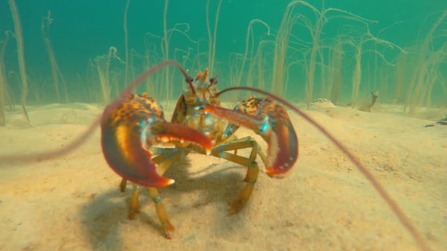 A cool large lobster in defense along the ocean floor beach