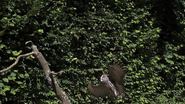 Great Grey Owl, strix nebulosa, Adult in Flight, Landing on Branch, Slow Motion