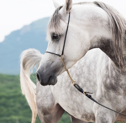  portrait of beautiful arabian white colt