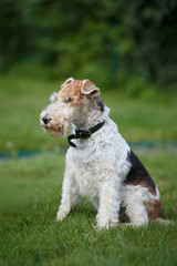 Fox terrier on a green grass background