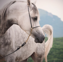 portrait of beautiful arabian white colt