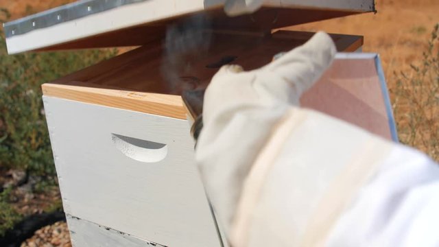 Beekeeper smokes his hive and checks his bees
