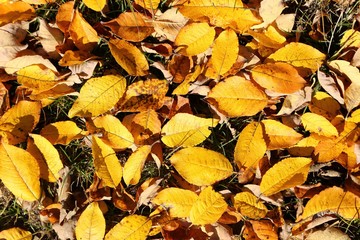Autumn leaves.