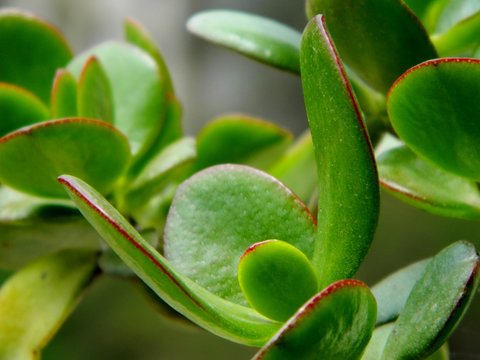 Millonaria