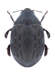 Byrrhus fasciatus