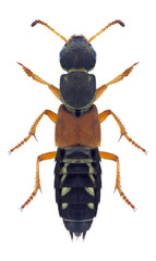 Beetle Staphylinus caesareus on a white background