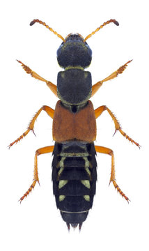 Beetle Staphylinus caesareus on a white background